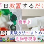 【元家庭教師＆塾講師ママによる自由研究】色水を使って毛細管現象を観察しよう！