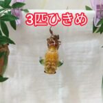 セミ うか 羽化 幼虫 脱皮 クマゼミ　自由研究 夏休み 観察 2021 タイムラプス 2 “Japan Cicada emergence molting success unsuccessful”