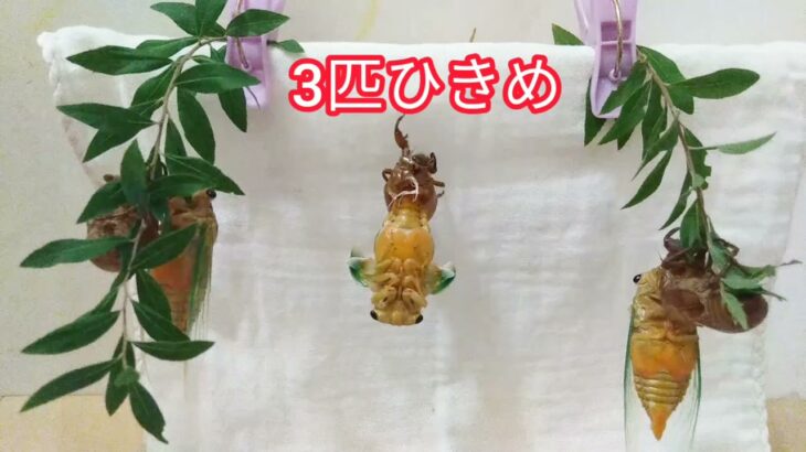 セミ うか 羽化 幼虫 脱皮 クマゼミ　自由研究 夏休み 観察 2021 タイムラプス 2 “Japan Cicada emergence molting success unsuccessful”