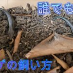 【ニホンオオトカゲの飼い方】誰でも簡単！捕まえたトカゲを育てる！