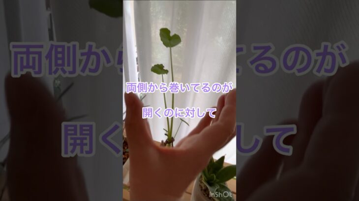 夏休みの宿題 自由研究に使えそうなネタ #観葉植物