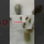セミ うか 羽化 幼虫 脱皮 クマゼミ　自由研究 夏休み 観察 2023 タイムラプス “Japan Cicada emergence molting success unsuccessful”