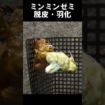 ミンミンゼミの脱皮・羽化【昆虫図鑑】【理科】【昆虫観察】 【自由研究】【夏休み】#shorts