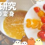 夏休み自由研究に！砂糖の七変化を学びながらパリパリ★フルーツ飴♩〈簡単いちご飴〉