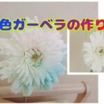 【夏休み自由研究】虹色ガーベラの作り方　～花びらに色付けする方法の解説動画（小学生・中学生の理科の実験）～