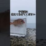 夏休みの自由研究にピッタリ！小学生が教える鯛の名前の由来🐟✨#shorts