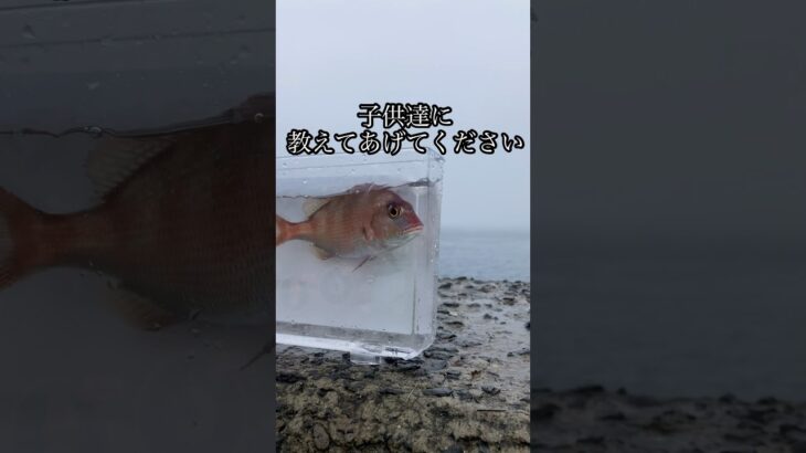 夏休みの自由研究にピッタリ！小学生が教える鯛の名前の由来🐟✨#shorts