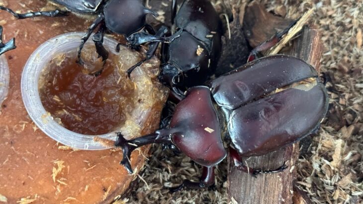 夏休みの自由研究　カブトムシ飼育