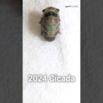 セミ うか 羽化 幼虫 脱皮 クマゼミ　自由研究 夏休み 観察 2024/7 タイムラプス “Japan Cicada emergence molting success unsuccessful”