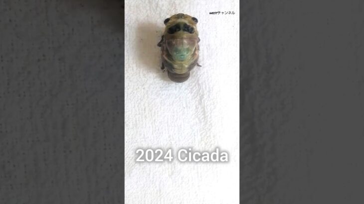 セミ うか 羽化 幼虫 脱皮 クマゼミ　自由研究 夏休み 観察 2024/7 タイムラプス “Japan Cicada emergence molting success unsuccessful”