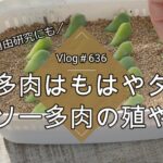 【Vlog636】【多肉植物】【初心者OK】徒長多肉はもはやタネ！ダイソー多肉ラズベリーアイスの増やし方【夏休みの自由研究】