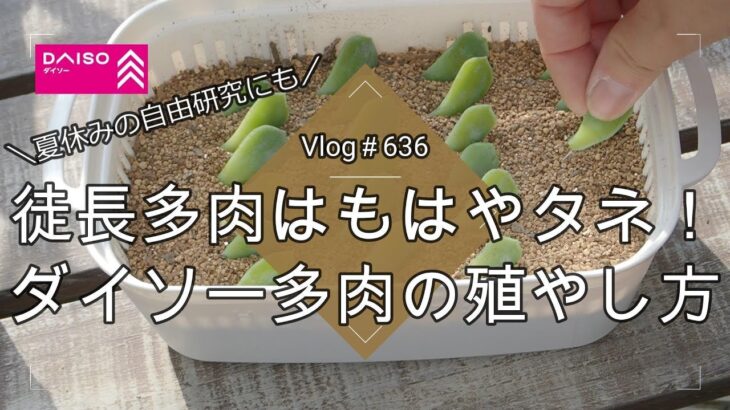 【Vlog636】【多肉植物】【初心者OK】徒長多肉はもはやタネ！ダイソー多肉ラズベリーアイスの増やし方【夏休みの自由研究】