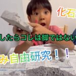 【夏休みの自由研究】悩んでいる人必見！！！小学一年生のふろく、化石発掘をやってみた！弟乱入でどうなる⁈