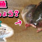 100均の包丁で捌いた魚をエサにする。